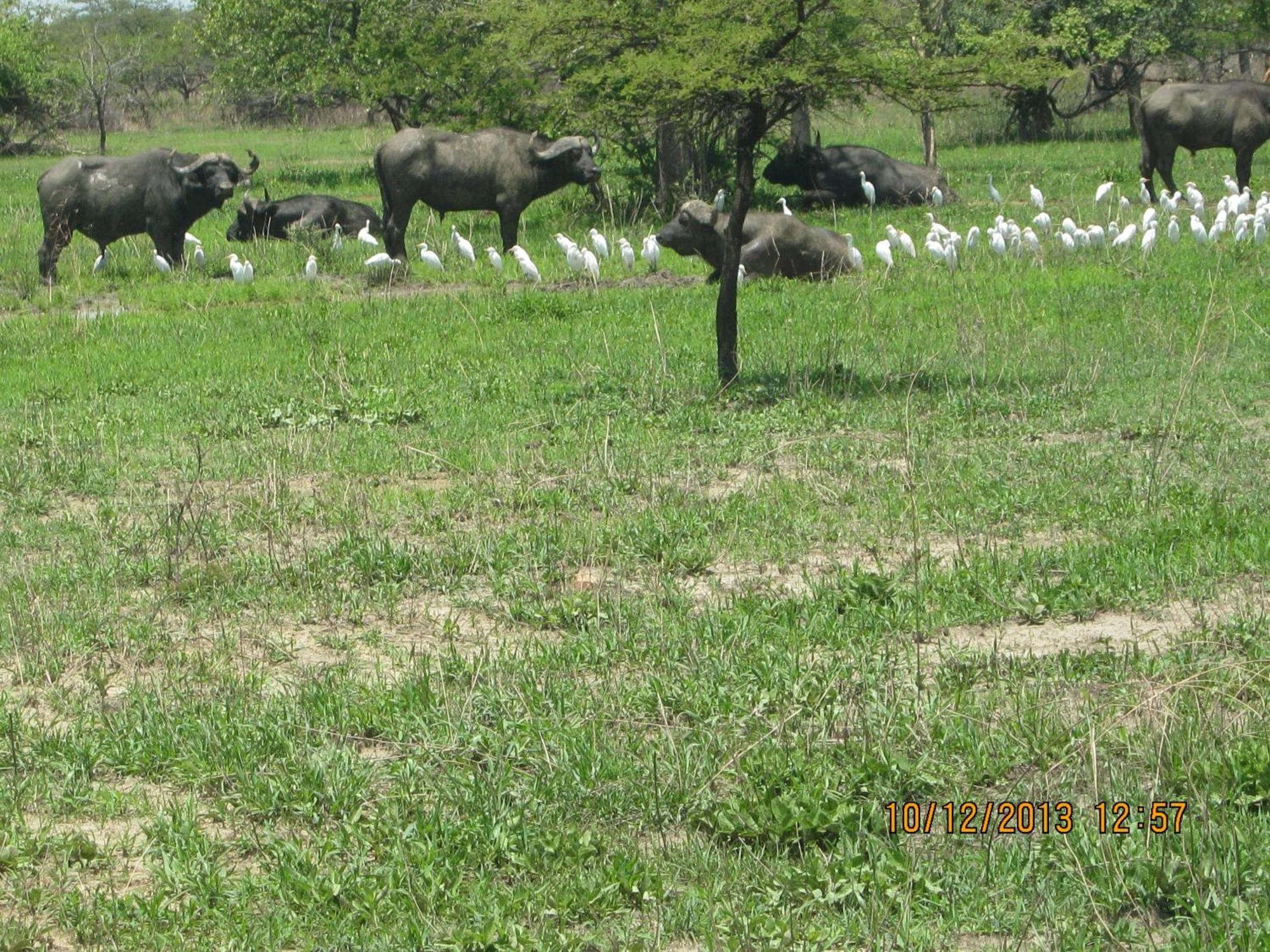 Lochinvar Safari Lodge Of Lochinvar National Park - Zambia Εξωτερικό φωτογραφία