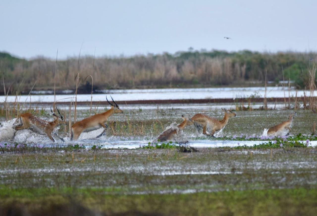Lochinvar Safari Lodge Of Lochinvar National Park - Zambia Εξωτερικό φωτογραφία